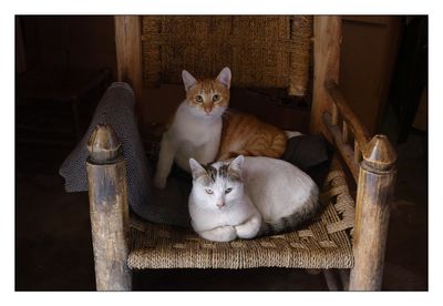Les chats de Marrakech