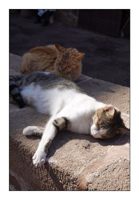 Les chats de Marrakech