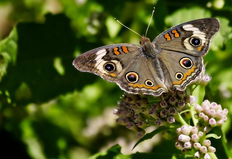 Common Buckeye