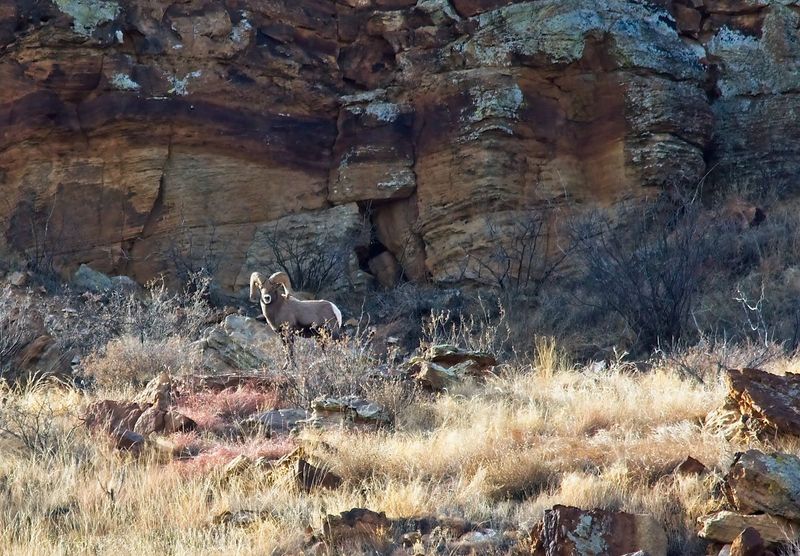 Bighorn Sheep
