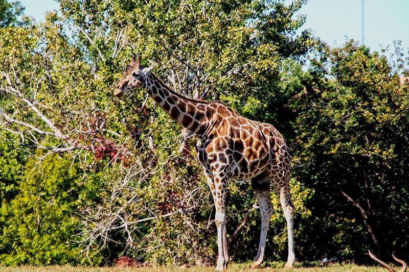 Giraffe