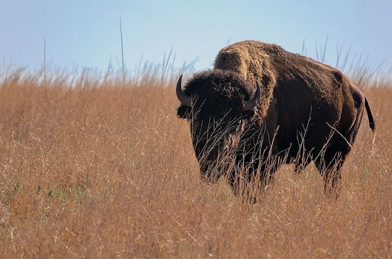 American Bison