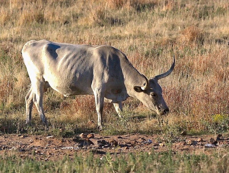 Longhorn Cattle