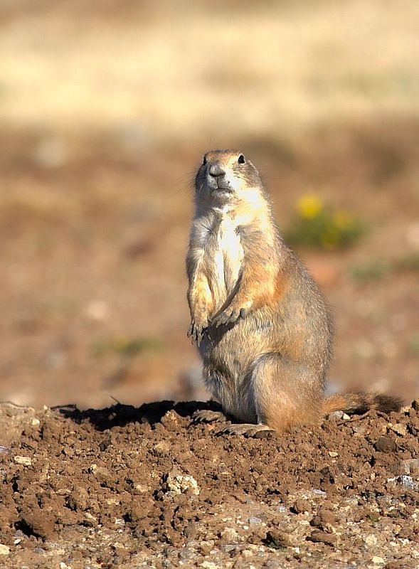 Black-tailed Prairie Dog