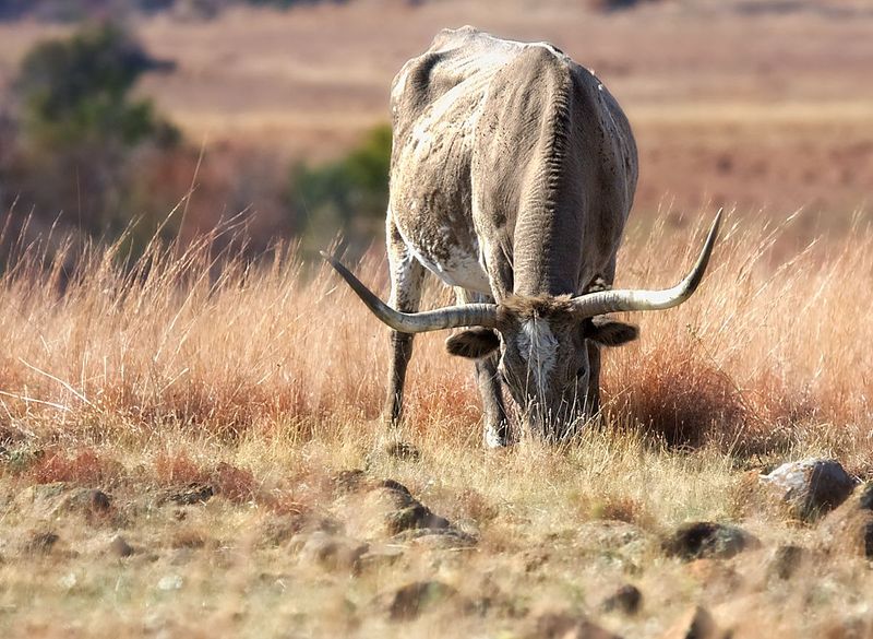 Longhorn Cattle