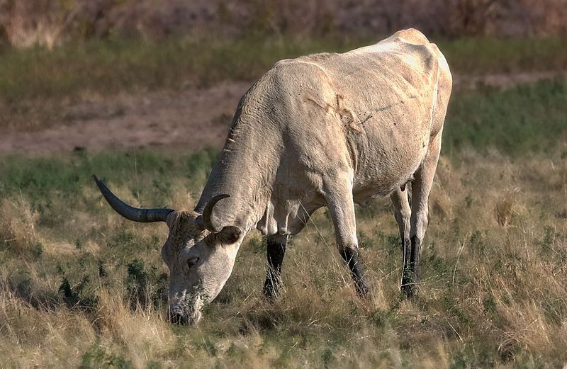 Longhorn Cattle