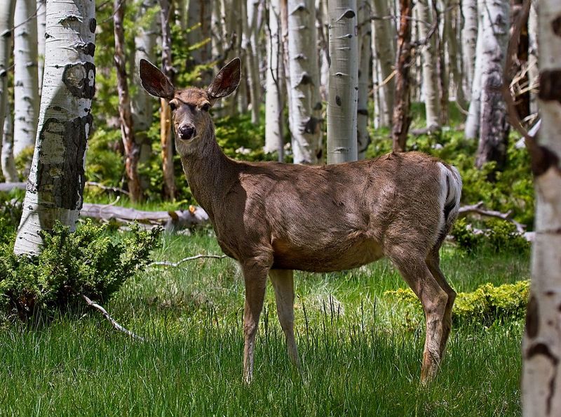Mule Deer