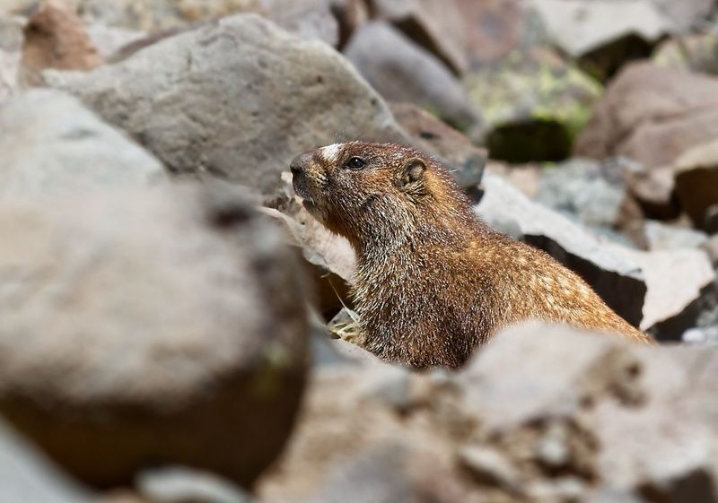 Yellow-bellied Marmot