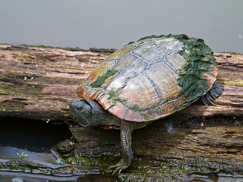 Red-eared Slider
