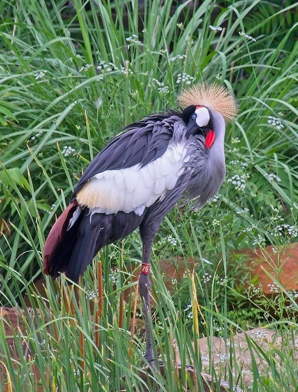Secretary Bird