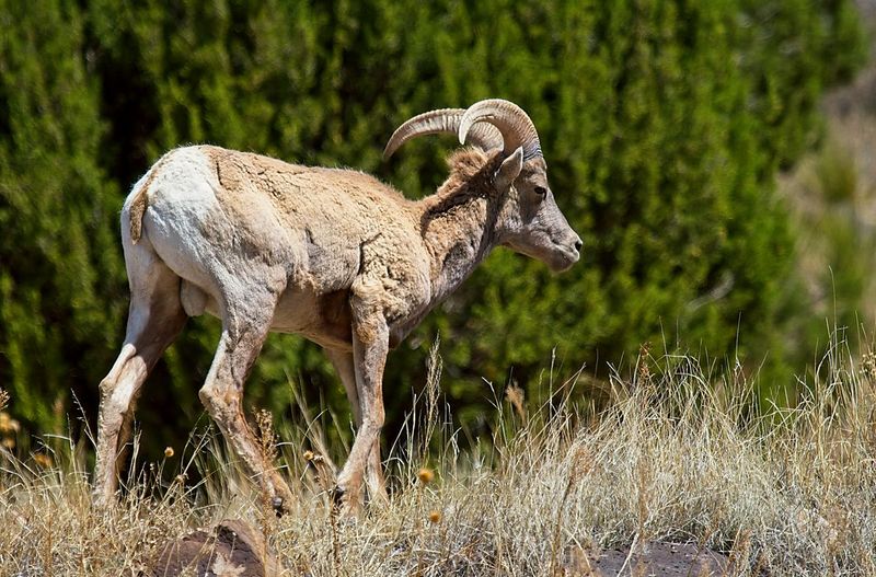 Bighorn Sheep
