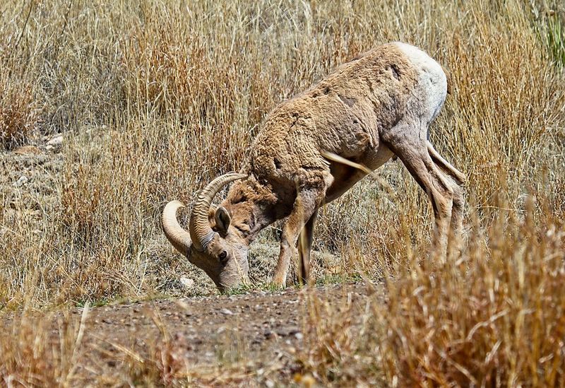 Bighorn Sheep