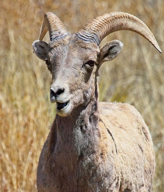 Bighorn Sheep