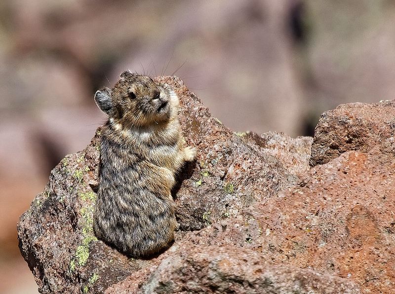 American Pika