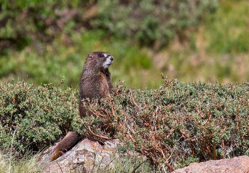 Yellow-bellied Marmot