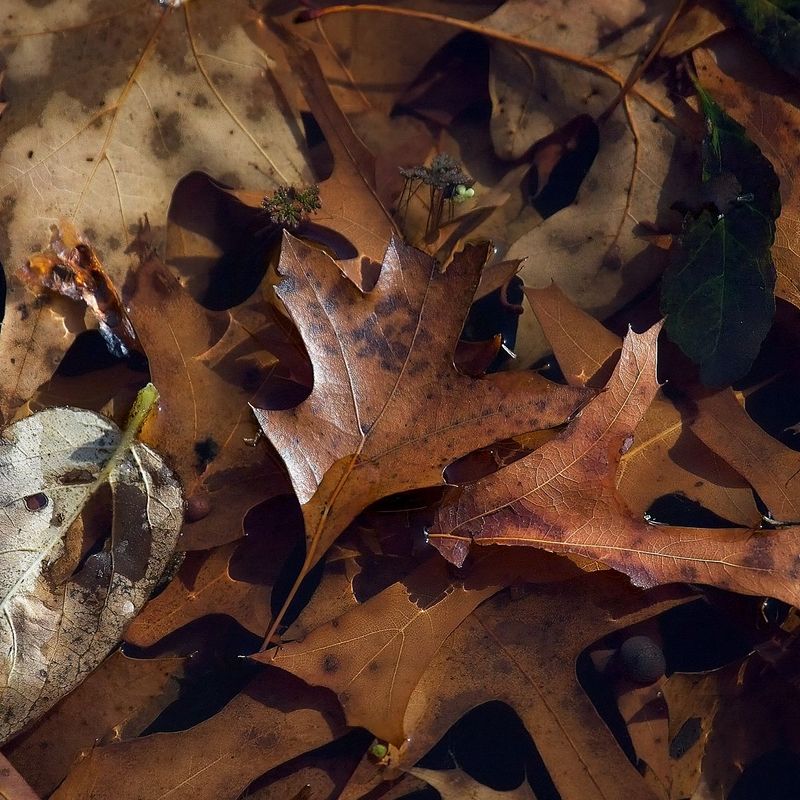 Autum leaves