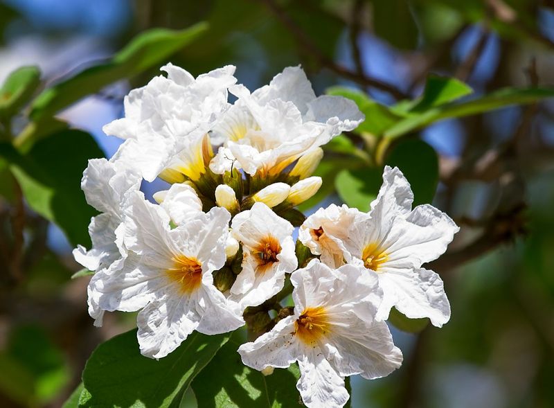 Mexican Olive