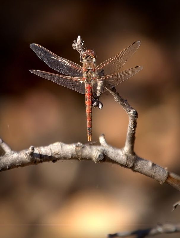 Roseate Skimmer