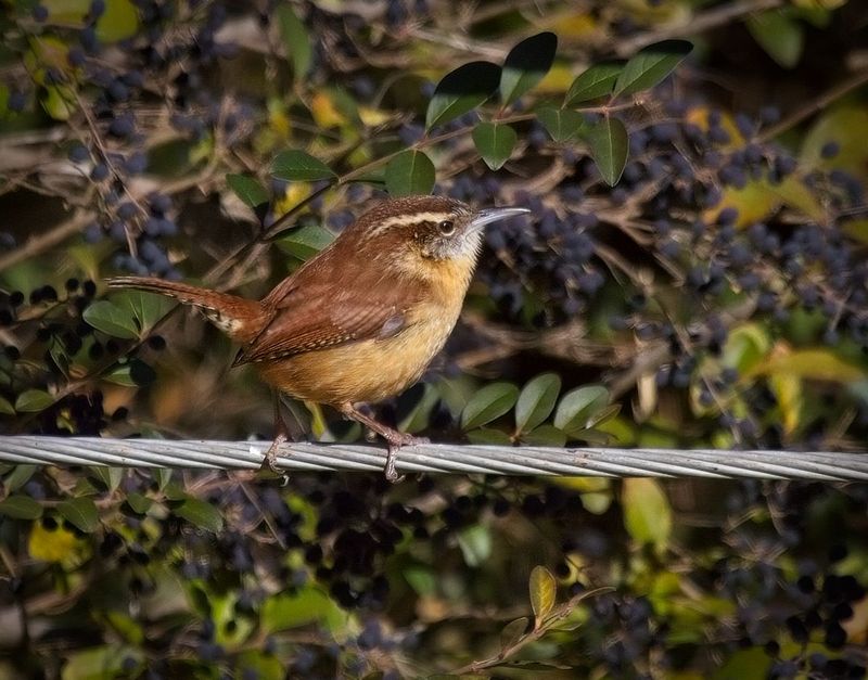 Carolina Wren