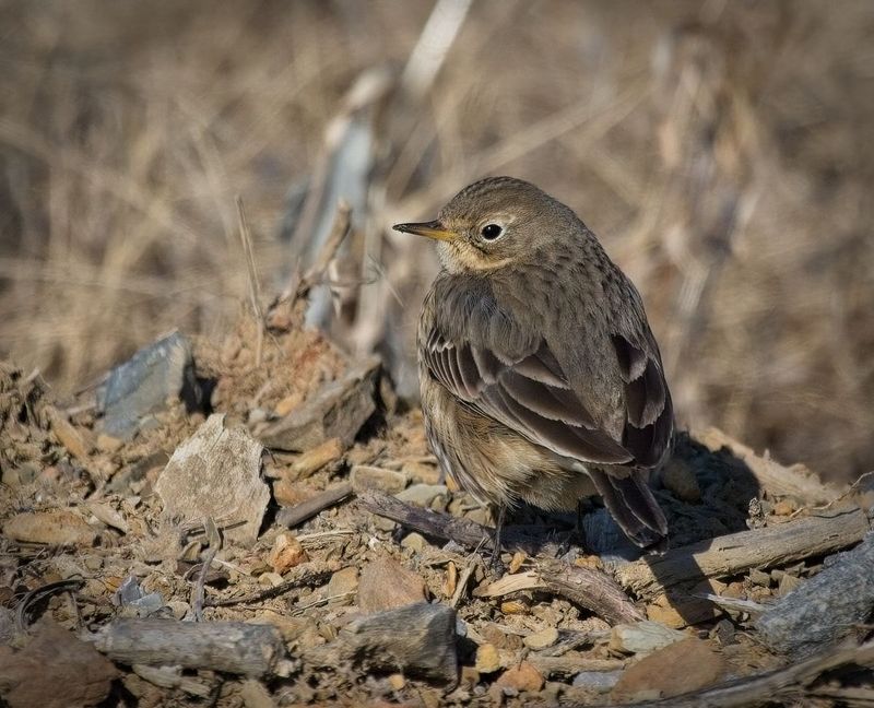 American Pipit