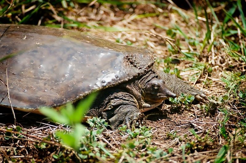 Pallid Spiny Softshell Turtle
