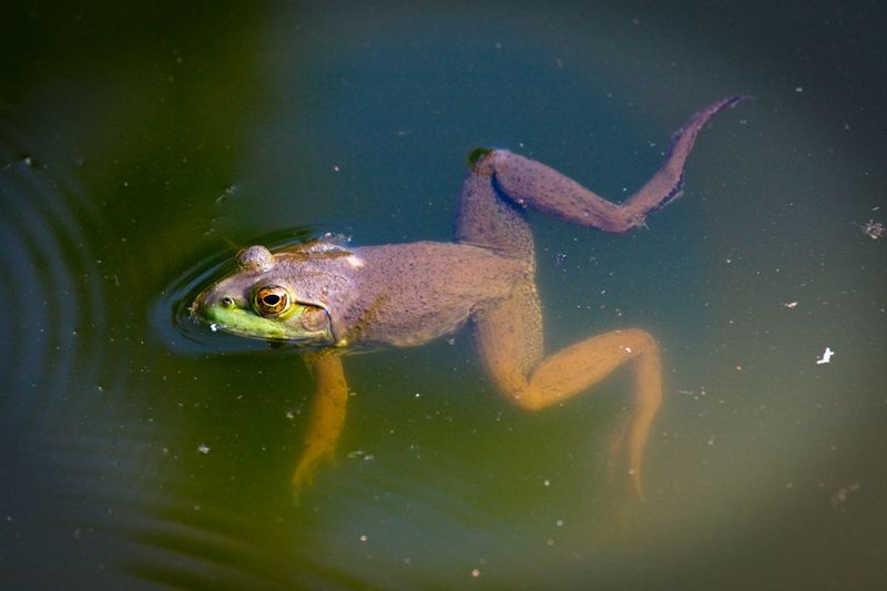 American Bullfrog