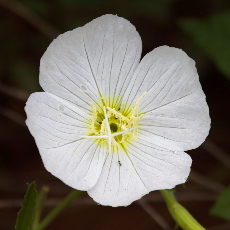 Field Bindweed