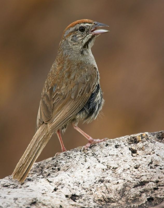 Rufous-crowned Sparrow