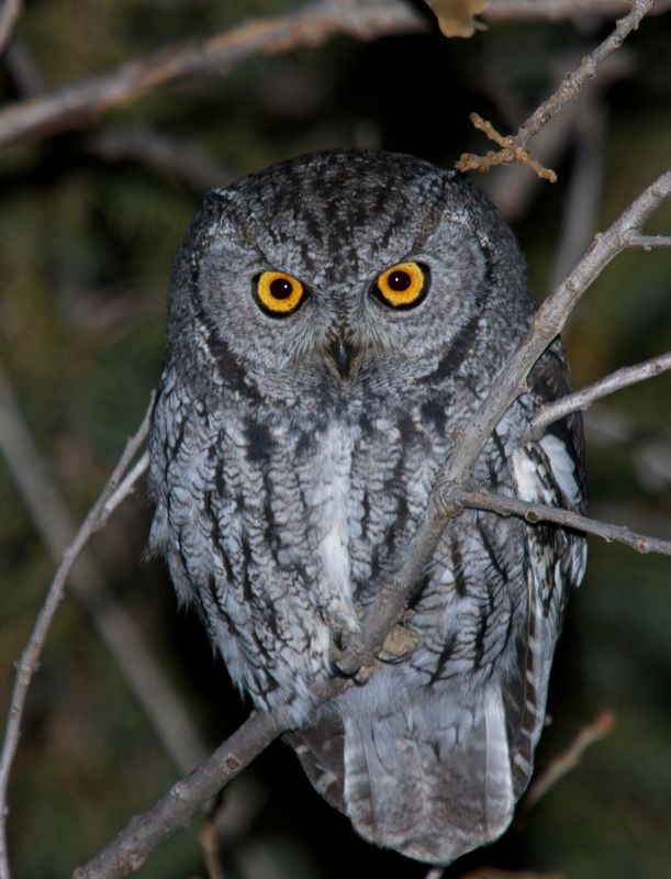 Western Screech-Owl