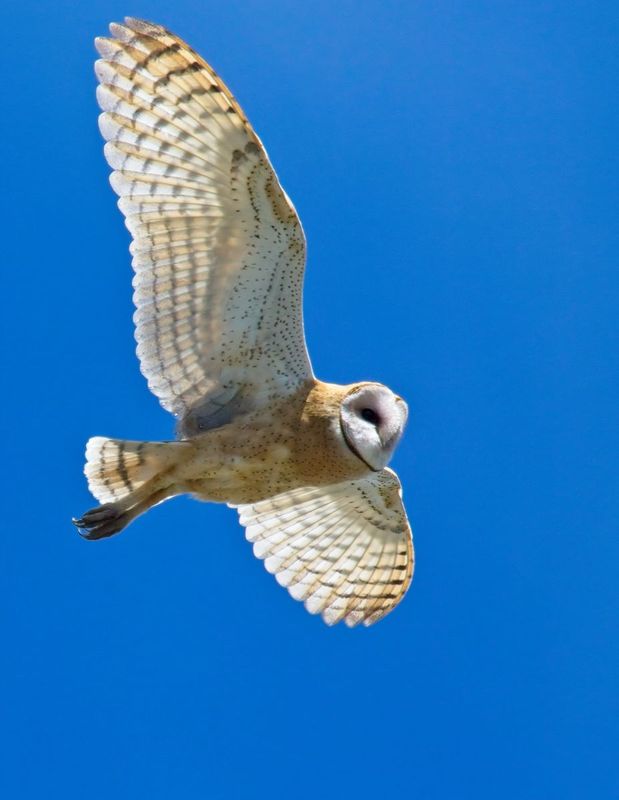 Barn Owl