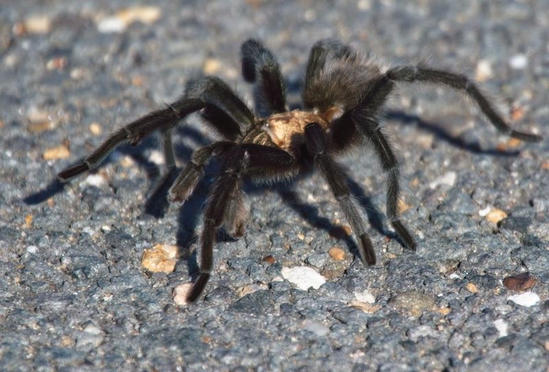 Texas Brown Tarantula