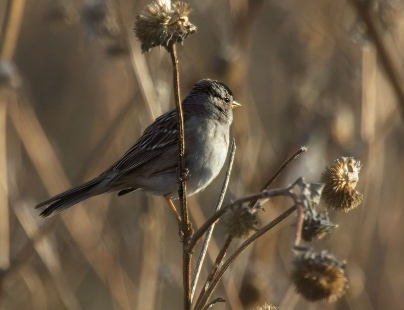 White-crowned Sparrow