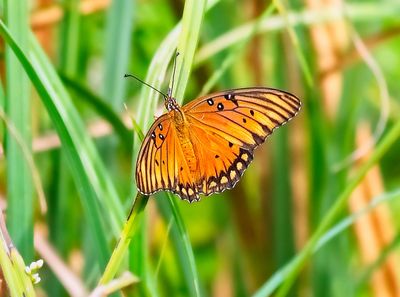 Gulf Fritillary