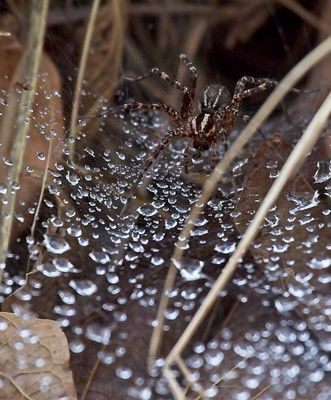 Grass Spider
