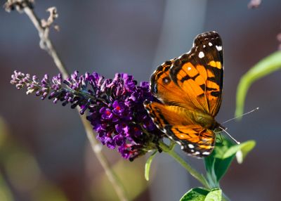 True Brushfoot Butterflies