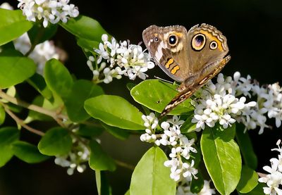 Common Buckeye