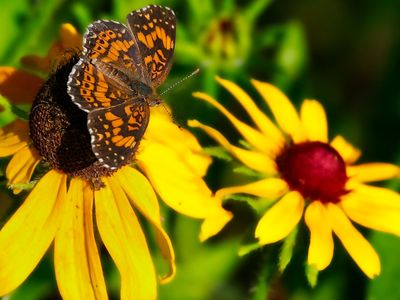 Gorgone Checkerspot