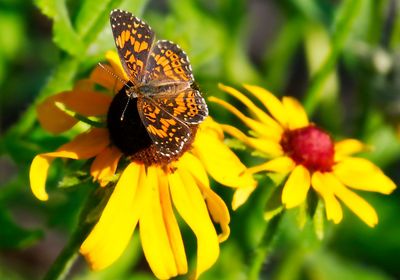 Gorgone Checkerspot
