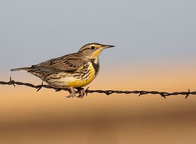 Western Meadowlark