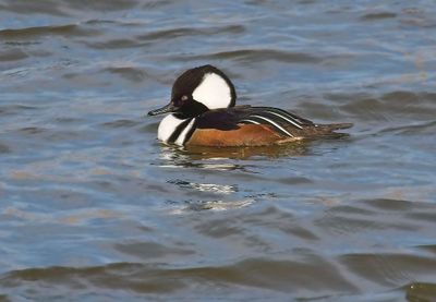 Hooded Merganser