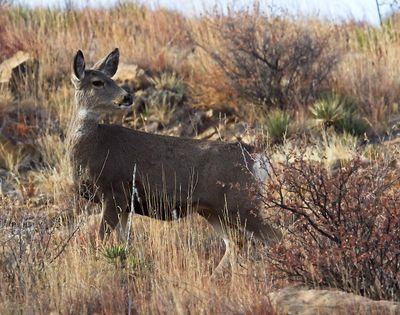 Mule Deer
