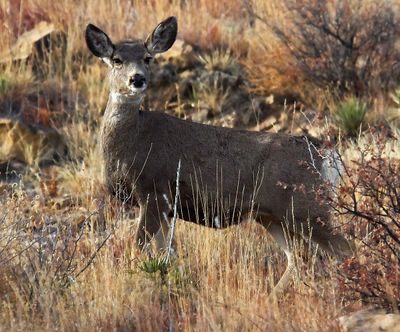 Mule Deer