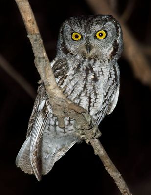 Western Screech-Owl