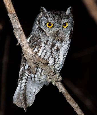 Western Screech-Owl