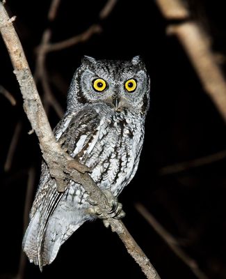 Western Screech-Owl