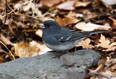 Dark-eyed Junco
