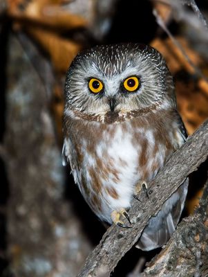 Northern Saw-whet Owl