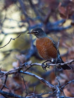 American Robin