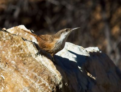 Canyon Wren