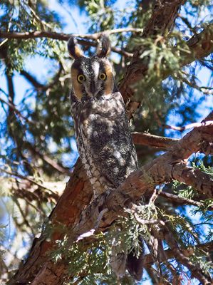Long-eared Owl